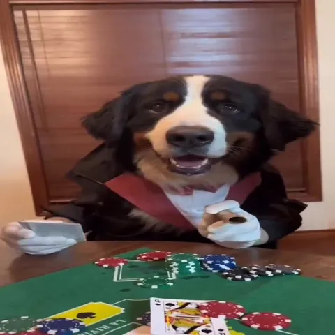 Dogs Playing Blackjack