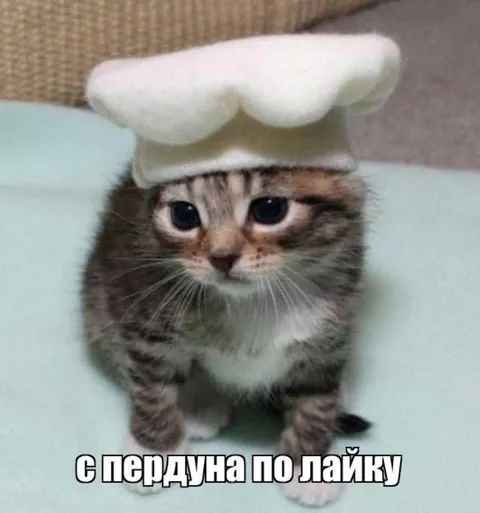 Кот с пердуном по лайку