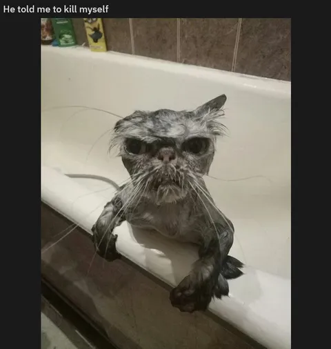 He Told Me to Kill Myself Cat
