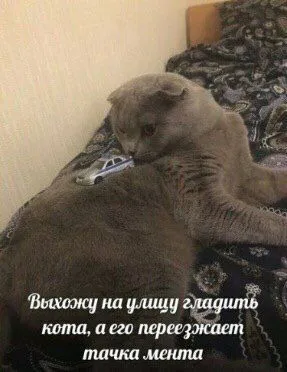 Выхожу гладить кота