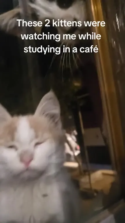 Two Kittens Watching Me Study