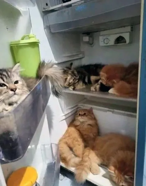 Коты в холодильнике