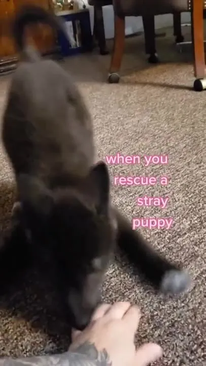 When the Stray Puppy Grows Up