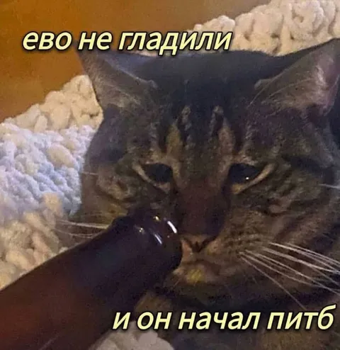 Кота не гладили, и он запил