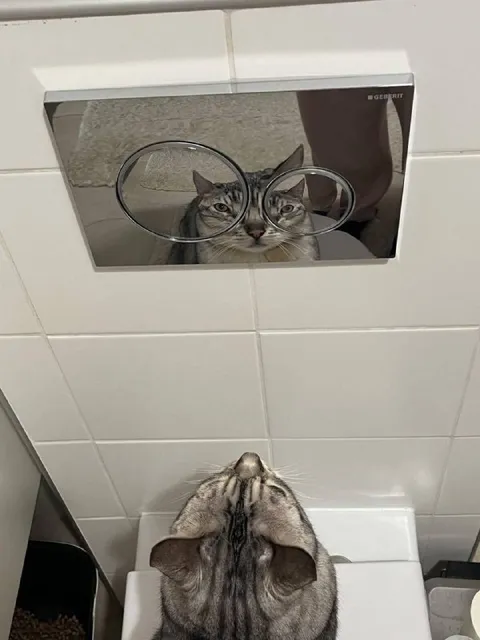 Кот в очках смотрит в зеркало