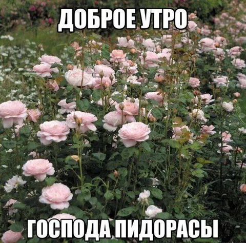Доброе утро, господа пидорасы