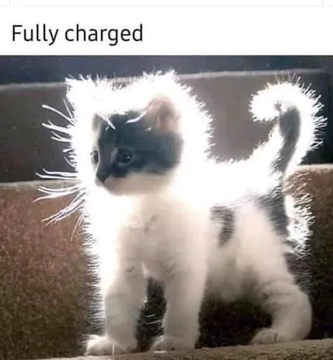 Fully Charged Cat