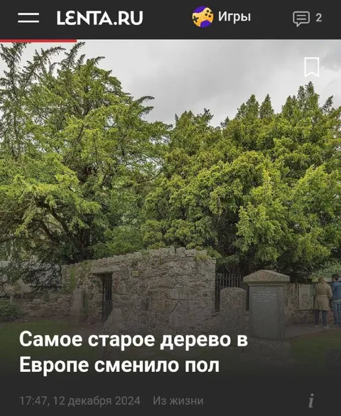 Самое старое дерево сменило пол