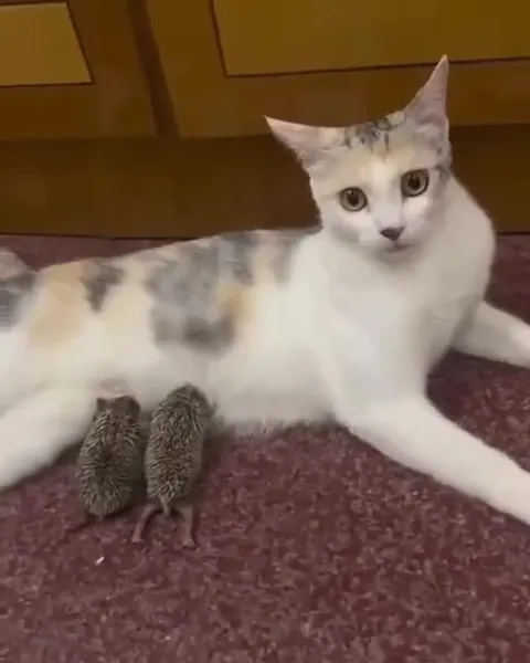 Кошка усыновила ёжиков