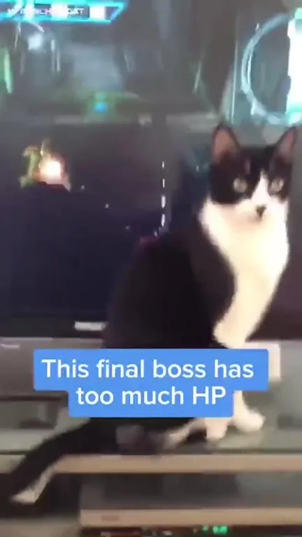 Cat Battles the Final Boss
