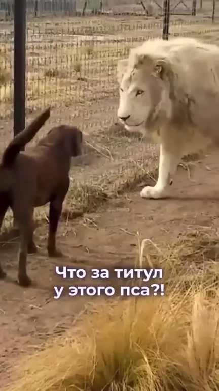 Какой титул у этого пса