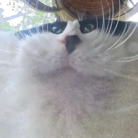 Кот смотрит в упор
