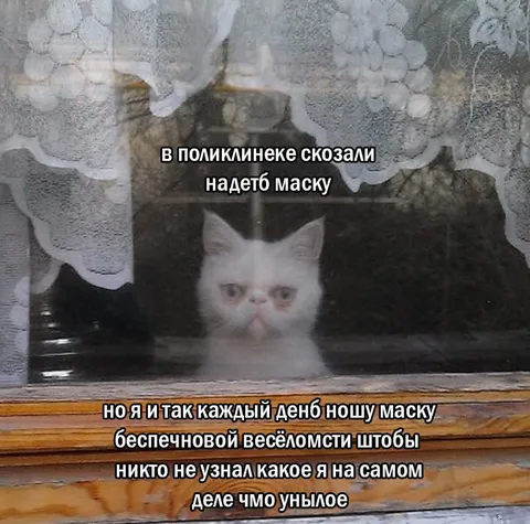 Кот в маске весёлости