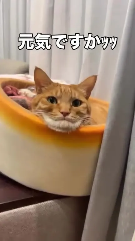 元気ですかッッ猫