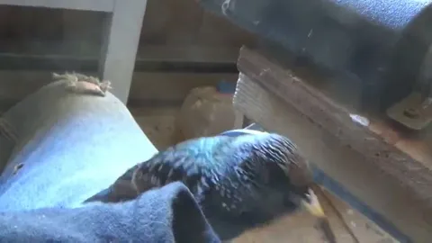Скворец странно свистит