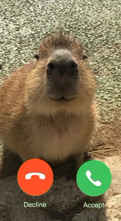 Capybara Phone Call