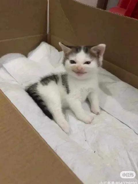 Котёнок в коробке
