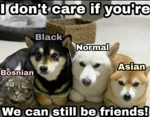 We Can Still Be Friends Dogs