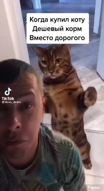 Кот наказал за дешёвый корм