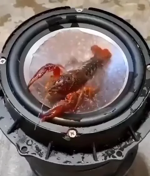 Рак танцует под басы
