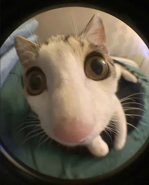 Котик смотрит в камеру