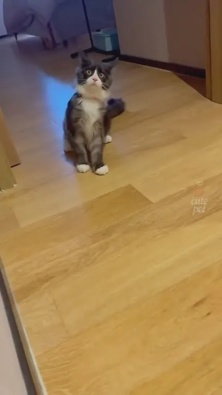 Котята чудят весь день