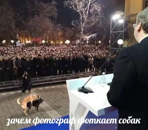 Зачем фотограф фоткает собак