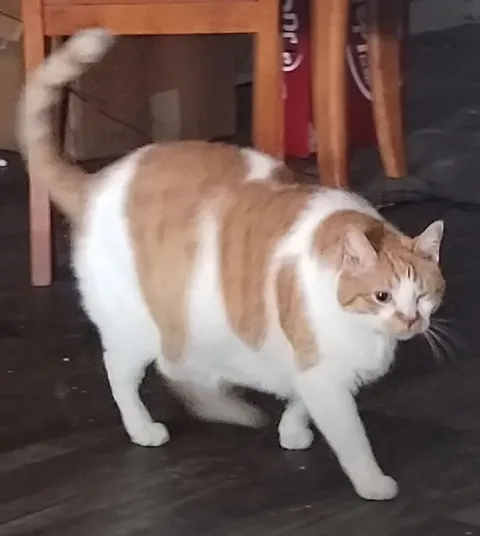 Толстый кот идёт