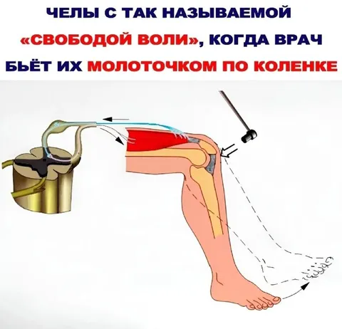 Свобода воли и рефлекс