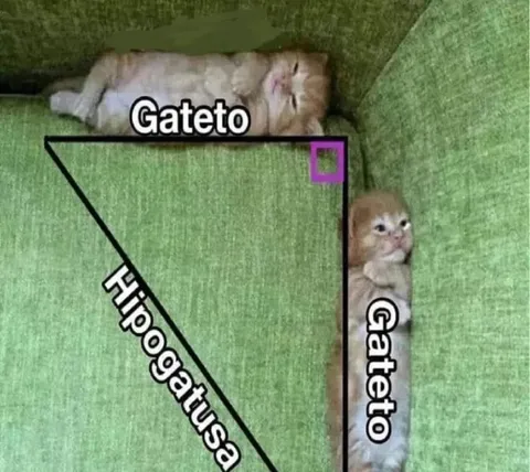 Gatos en triángulo rectángulo