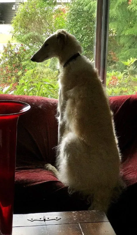 Борзая задумалась у окна