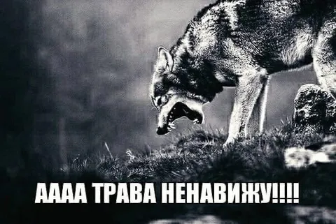 Волк ненавидит траву