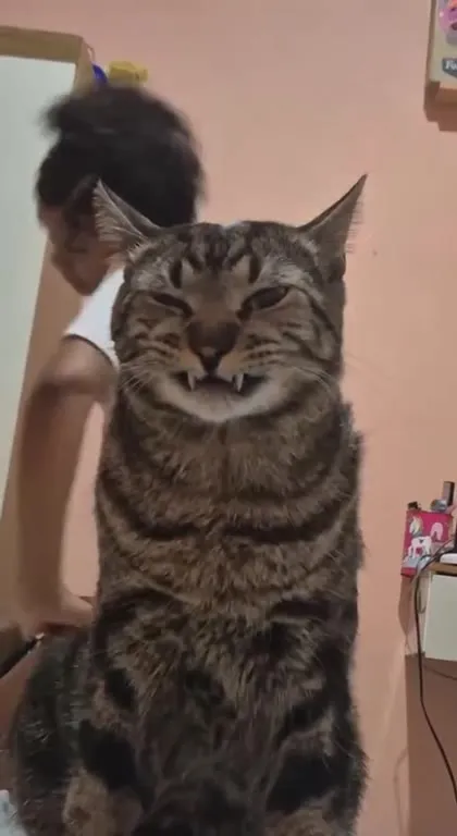 Кот танцует под хит