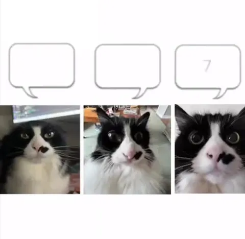 Cats Singing Pusi Pretty