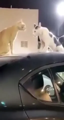 Кот и кролик на крыше машины
