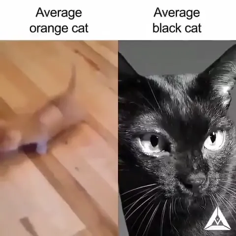 Average Orange Cat vs Black Cat