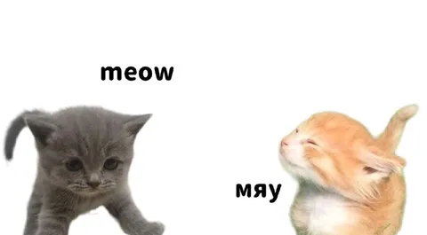 Котята говорят мяу