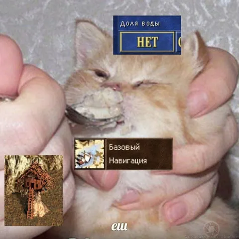 Кот без доли воды