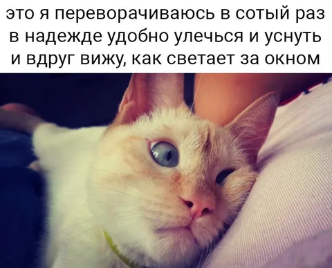 Кот пытается уснуть у окна