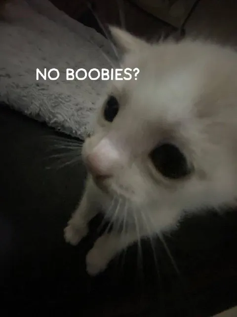 No Boobies Cat Reaction