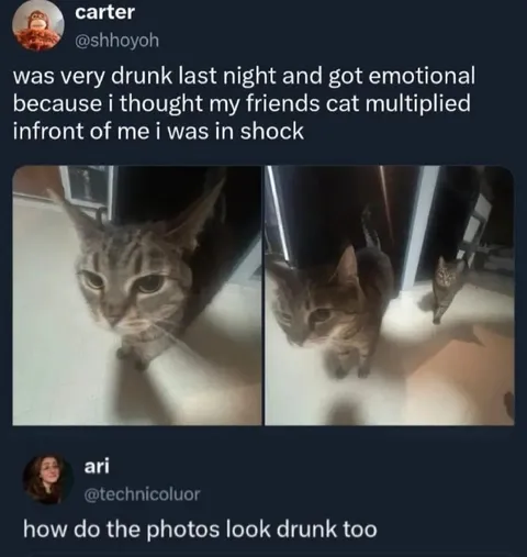 Drunk Cat Multiplies