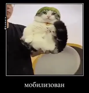 Кот мобилизован