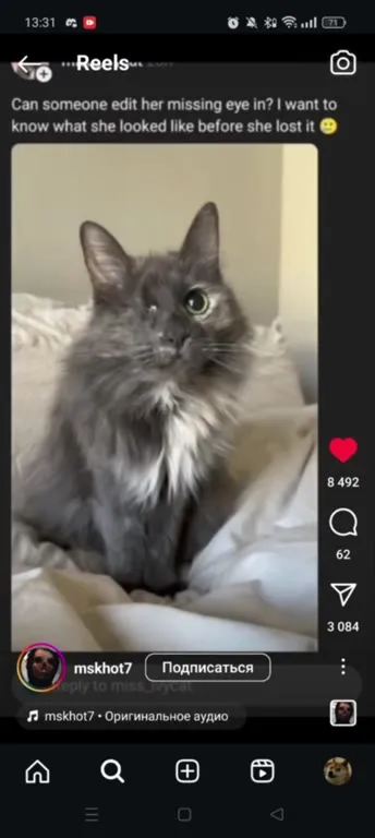 Cat Gets a Pirate Eye Patch