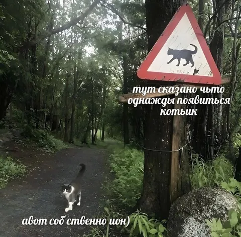 Котык появляется по знаку