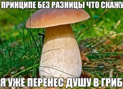 Перенёс душу в гриб