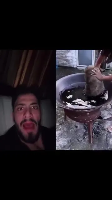 猫咪洗澡后进烤箱