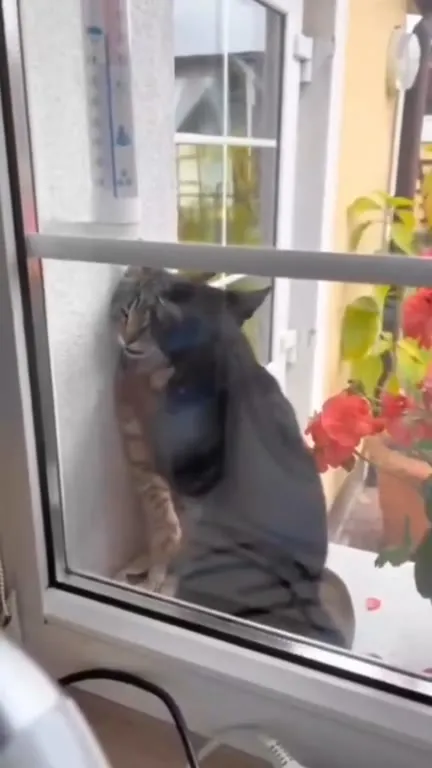 Коты сцепились на окне