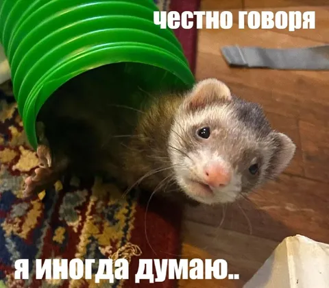 Честно говоря, я иногда думаю