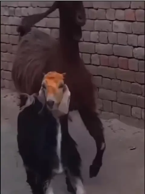 Сборник странных животных