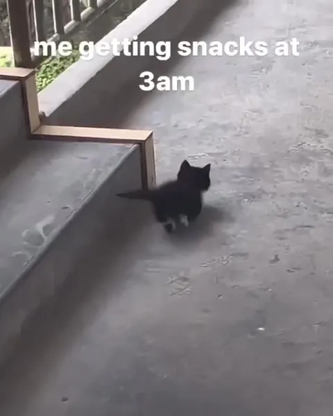 Midnight Snack Mission
